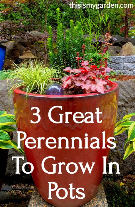 Best Plants For Containers, Flowering Pots Ideas Outdoor, Potting Plants Ideas, 3 Pots Together Outside, Plants For Big Pots Outside, Hostas In Planters, Patio Plants In Pots Shade, Low Maintenance Planter Ideas, Best Perennials For Pots