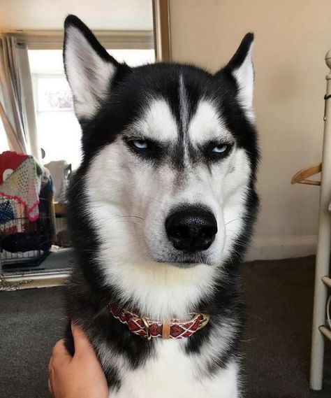 Even if he doesn't look thrilled by your presence, Anuko loves to play and cuddle just like any other dog. Puppy Husky, Husky Funny, Cute Husky, Dog Quotes Funny, A Husky, Siberian Huskies, Husky Puppy, Husky Dogs, Dog Memes