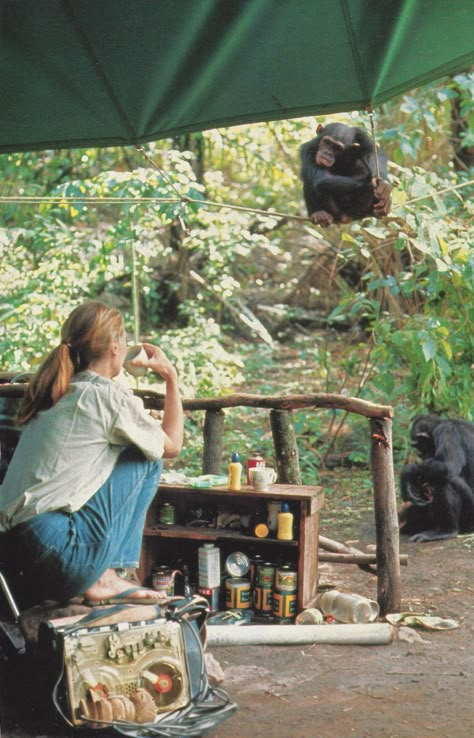 Primatology Aesthetic, Retro Hiking, A Well Traveled Woman, Wildlife Biologist, Jane Goodall, A Monkey, Fig Tree, Wildlife Conservation, Environmental Science