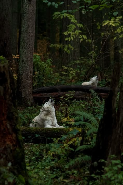 Wolves Howling, White Wolves, Dark Forest Aesthetic, Wild Forest, Wild Creatures, Forest Wallpaper, Wolf Howling, White Wolf, Wildlife Animals