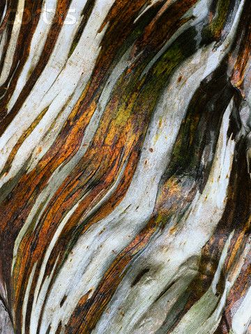 Mountain Close Up, Tree Bark Texture, Nature Patterns, Wood Bark, Eucalyptus Tree, Image Chat, Texture Inspiration, Eucalyptus Wood, Textures And Patterns