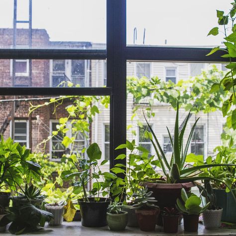 You don't need a backyard, a balcony, expensive equipment, or floor to ceiling windows to grow the things you desire. All you need is a little creativity and you'll be growing to your heart's content 🌻🌿🌷⁠  #smartgarden #indoorgarden #houseplants #edngarden #apartmentgarden Plants On Window Sill, Small Apartment Inspiration, Windowsill Plants, Window Sill Decor, Windowsill Garden, Modern Farmer, Plant Window, Window Garden, Hydrangea Macrophylla