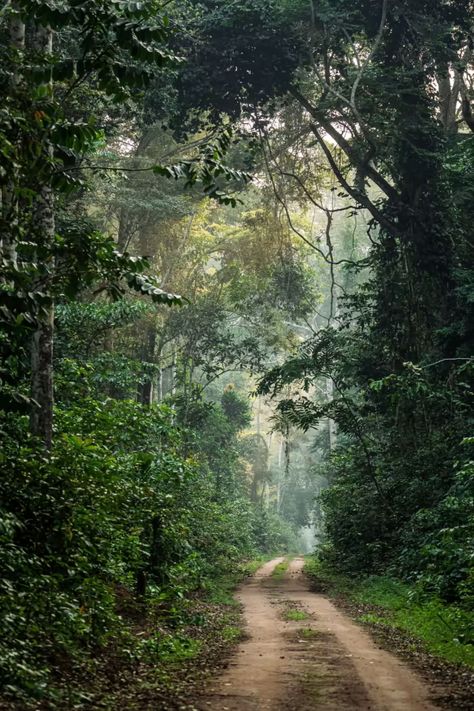 In search of the ‘village of the elephants’, deep in the central African rainforest | Financial Times African Jungle Aesthetic, Congo Rainforest, African Rainforest, African Forest, African Nature, Lush Rainforest, Collage Fashion, African Jungle, African Architecture