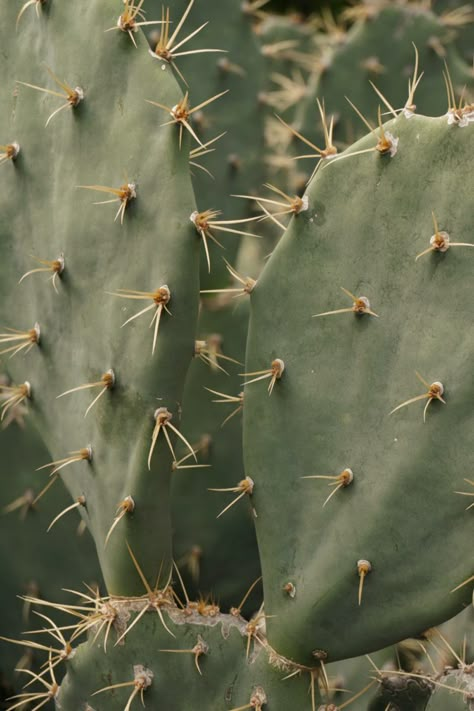 Desert Mood Board, Southwest Aesthetic, Mood Board Photos, Desert Inspo, Arizona Aesthetic, Cactus Photography, Desert Aesthetic, Dry Desert, Desert Photography