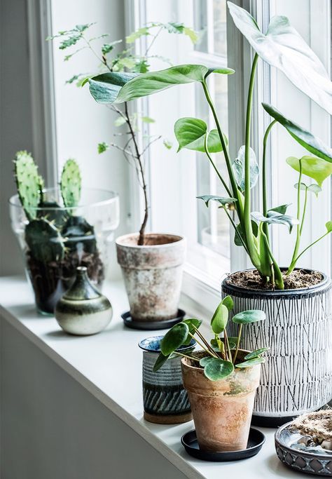 Windowsill Plants, Window Sill Decor, نباتات منزلية, Indoor Gardens, Interior Plants, House Plants Decor, House Plants Indoor, Green Life, Plant Lady