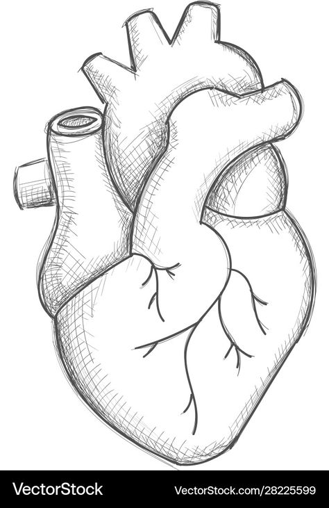 Human Heart Sketch, Heart Anatomy Drawing, Anatomical Heart Drawing, Heart Sketches, Human Heart Drawing, Easy Pictures To Draw, Pencil Drawing Images, Sketch Images, Whatsapp Wallpaper Cute