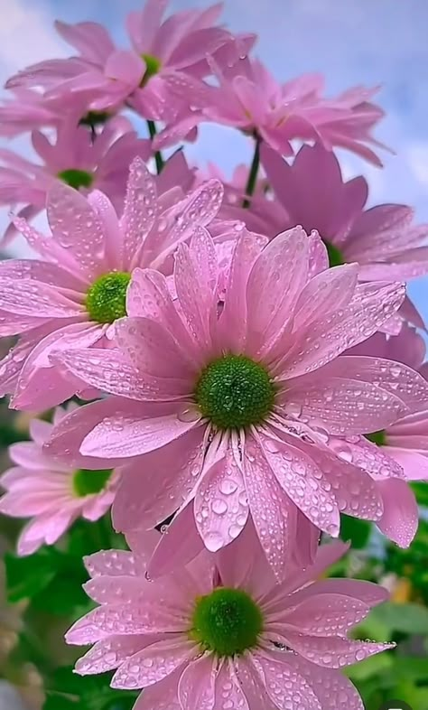 Pretty pink flowers with rain drops Pretty Flowers Pictures, Rose Flower Pictures, Beautiful Flowers Images, Beautiful Flowers Photography, Flowers Photography Wallpaper, Beautiful Pink Flowers, Beautiful Flowers Photos, Lovely Flowers Wallpaper, Wonderful Flowers