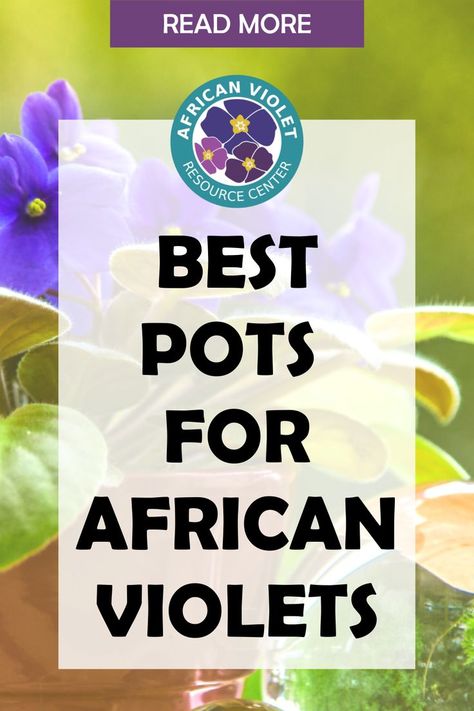 African Violet Display Ideas, Growing African Violets Indoors, African Violets Care, Gardening Inside, African Violet Care, Christmas Cactus Care, Indoor Orchids, African Violet Pots, Flowering Succulents