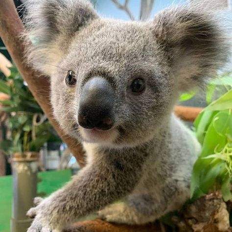 Koala Aesthetic, Koala Marsupial, Koala Tattoo, Cute Koala Bear, Koala Bears, Australia Animals, Baby Koala, Cute Animals Images, Animal Farm