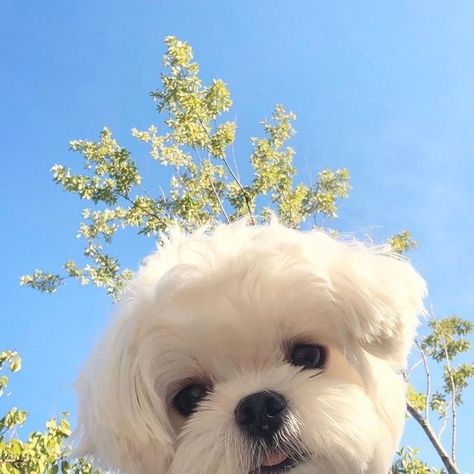 Anjing Maltese, Cute White Dogs, Shitzu Puppies, Cute Puppies And Kittens, Cute Dog Wallpaper, Maltipoo Puppy, Really Cute Puppies, Dog Aesthetic, Dog Icon