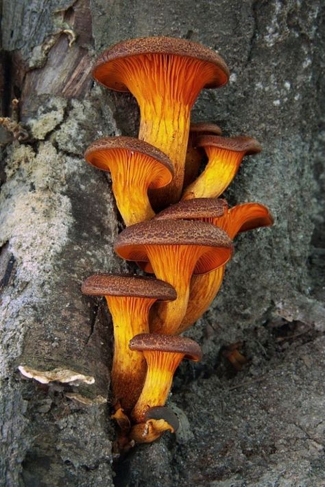 Jack O Lantern Mushroom, Pretty Mushrooms, Mushroom Seeds, Mushrooms Growing, Mushroom Pictures, Plant Fungus, Slime Mould, Forest Plants, Mushroom Fungi