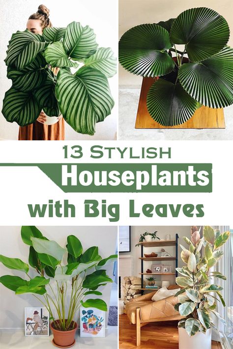 Do you know about Plants' Leaves that are Bigger Than Your Head? Check out our exclusive list with some interesting plants having tremendous foliage! Big Plants Indoor, Big Leaf Indoor Plant, Big House Plants, Tall House Plants, Decorating Pots, Fall Container Plants, Large Leaf Plants, Big Leaf Plants, Plant Decor Ideas