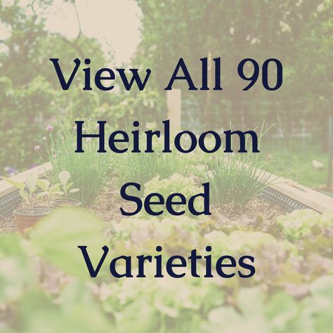 Browse over 90 heirloom seed varieties that are open-pollinated, non-gmo, and pesticide free. The heirloom seeds are great for gardeners with every level of experience. You can reharvest the seeds from what you grow for a continual seed supply. Heirlooms provide a wider range of nutrients and will improve soil health. Chive Seeds, Heirloom Tomato Seeds, Hot Pepper Seeds, Lettuce Seeds, Squash Seeds, Baby Tomatoes, Beefsteak Tomato, Basil Seeds, Cucumber Seeds