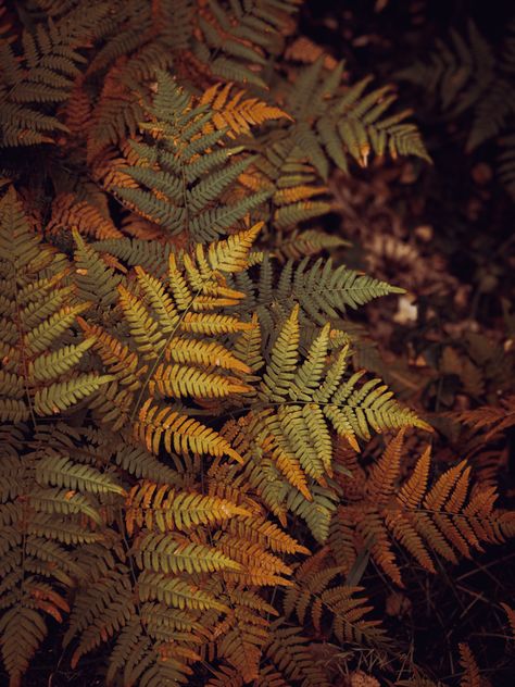 Fern Aesthetic, Fern Photo, Fern Photography, Forestcore Aesthetic, Forest Fern, Autumn Fern, Green Branding, Fern Forest, Goblincore Aesthetic