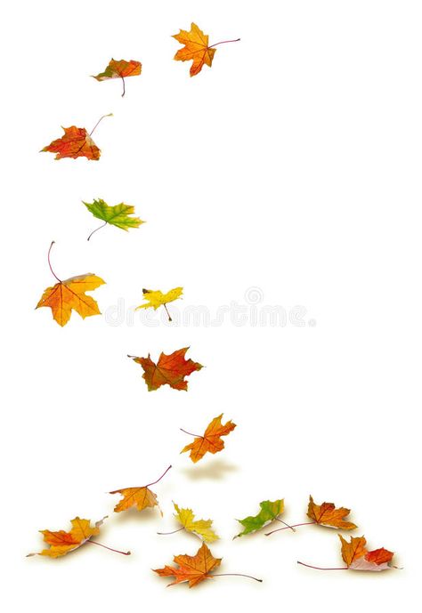 Maple leaves falling. Maple autumn leaves falling to the ground, on white backgr , #sponsored, #falling, #leaves, #Maple, #autumn, #background #ad Fall Dog Photos, Ground Drawing, Maple Leaf Tattoos, Fall Leaves Tattoo, Maple Leaf Art, Leaves On The Ground, Leaves Tattoo, Autumn Leaves Falling, Leaf Tattoo