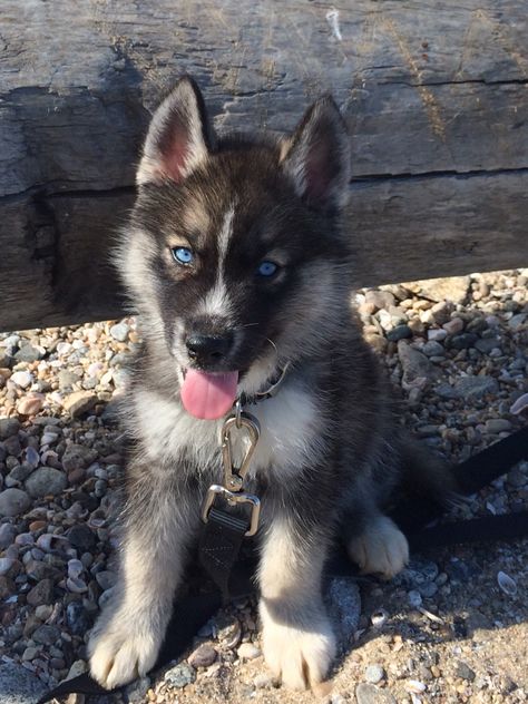 Agouti Siberian Husky, Siberian Husky Colors, Agouti Husky, Husky Colors, Husky Puppies, Siberian Husky Puppies, Cute Dog Pictures, Siberian Huskies, Snow Dogs