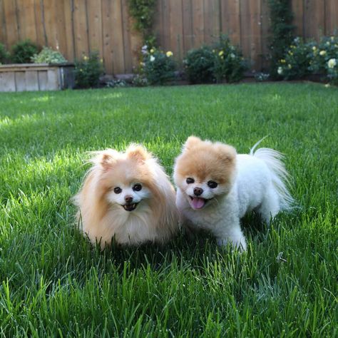 Boo the world's cutest dog #boo #cute Boo The Cutest Dog, Cheese Flowers, Spitz Pomeranian, Boo And Buddy, Foods Chicken, Running Outside, World Cutest Dog, Smiling Animals, Pomeranian Dogs