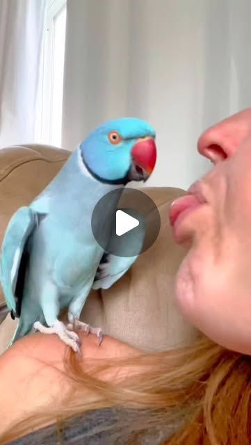 MIDE FRESH on Instagram: "Funny parrot#parrot #instagram #foryou #fyp" Funny Parrot Pictures, Funny Parrots Videos, Macaws Parrot, Pet Macaw, Cute Parakeet, Parrot Pet, Funny Parrots, Parrot Bird, Instagram Funny