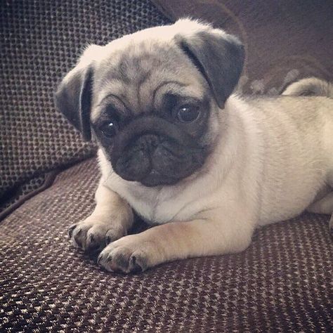 ❤️❤️❤️                                                       …                                                                                                                                                                                 More Cute Pug Aesthetic, Psy Chihuahua, Happy Pug, Pug Black, Cute Pug Puppies, Pugs In Clothes, Funny Pug Memes Hilarious, Baby Pugs, Pug Puppies