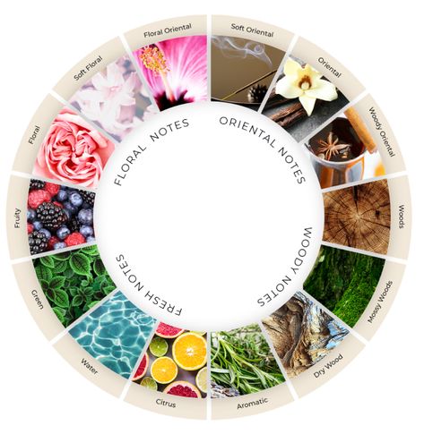 Fragrance Wheel Perfume, Scent Wheel, Essential Oils For Perfume, Fragrance For Candles, Logo Letter D, Fragrance Wheel, Fragrance Families, Perfume Oil Recipes, Fragrance Photography