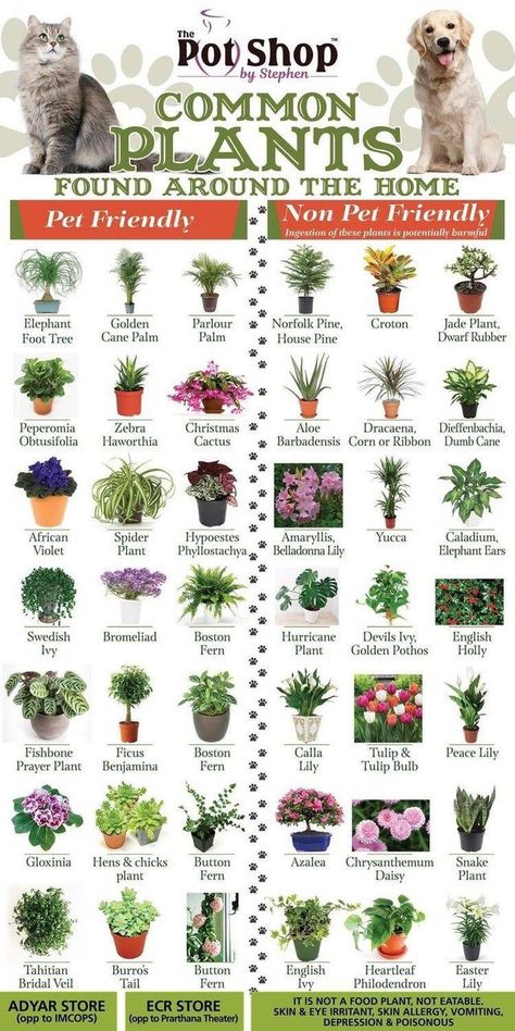 Safe House Plants, Different Types Of Plants, Cat Safe Plants, Katt Grejer, Plants Pet Friendly, نباتات منزلية, Violet Plant, Plant Care Houseplant, Inside Plants