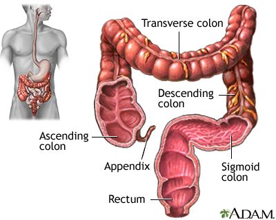 Massage For Headache, Colon Therapy, Sigmoid Colon, Healthy Colon, Clean Colon, Cleaning Your Colon, Colon Health, Colon Cleansing, Natural Colon Cleanse