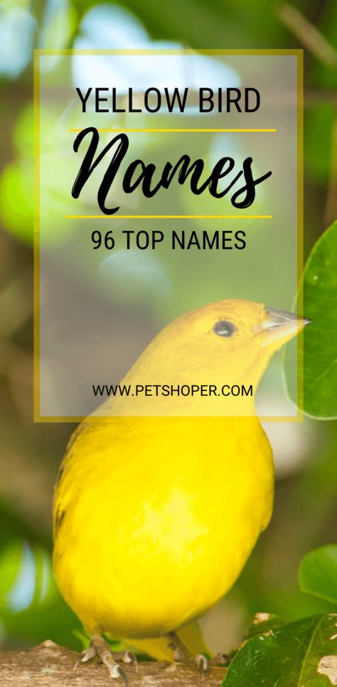 People are now going out of their way to find unique animals for pets. It started with cats, dogs, hamsters and obviously, people are keeping birds for pets. Therefore if you are having a beautiful yellow bird we have a great list with names for yellow birds! #YellowBirdNames #NamesForYellowBirds #BirdNames #PetBirdNames Birds Names List, Yellow Names, Pet Bird Names, Budgie Names, Parakeet Names, Birds Name List, Names For Pets, Yellow Parakeet, Birds Name