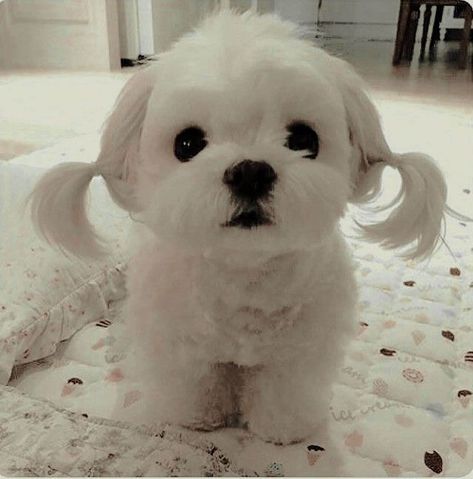 Shitzu Aesthetic, White Shitzu, Name For Dogs, Maltese Dogs Haircuts, Shitzu Dogs, Cute Puppies And Kittens, Cute Dogs Images, Dog Haircuts, Very Cute Puppies