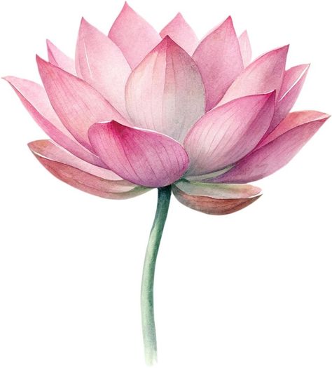 Premium PSD | A watercolor painting of a lotus flower Lotus Flower Painting Watercolors, Watercolour Lotus, Lotus Watercolor Painting, Lotus Flower Watercolor, Lotus Illustration, Lotus Watercolor, Watercolour Doodles, White Color Background, Lotus Image