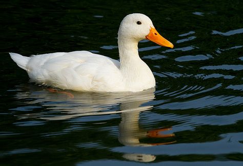 Eos 2000d, Pekin Duck, Duck Pictures, Duck Photo, What The Duck, Pet Ducks, Wild Duck, E Mc2, Baby Ducks