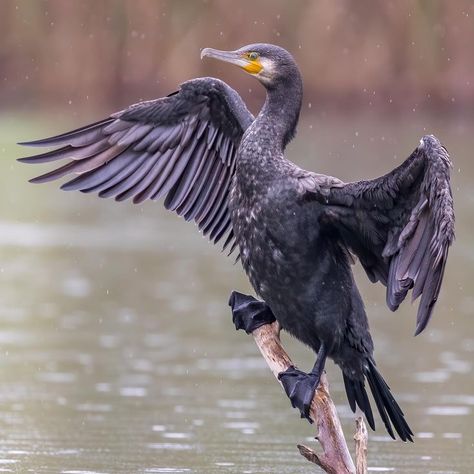 Cormorant drying its wings on a rainy day / Cormoran séchant ses ailes un jour de pluie / Image by eran_gershoni (Eran Gershoni) from instagram Cormorant Diving, Haint Blue, Wildlife Biologist, Water Type, Colored Pencil Techniques, British Wildlife, Shorebirds, On A Rainy Day, Concept Art Drawing