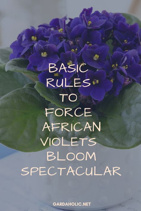 How To Propagate African Violets, African Violet Terrarium, Africa Violets, African Violet Care, A Lot Of Flowers, African Violet Pots, African Violets Plants, Violet Plant, Household Plants