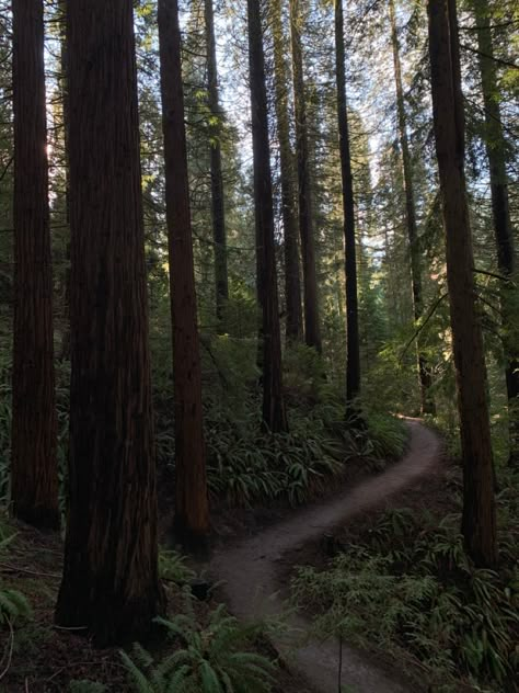 Pnw Camping Aesthetic, American Forest Aesthetic, Oregon Forest Aesthetic, Oregon Astethic, Mystery Of Love Aesthetic, Portland Forest, Pnw Autumn, Portland Oregon Aesthetic, Portland Aesthetic