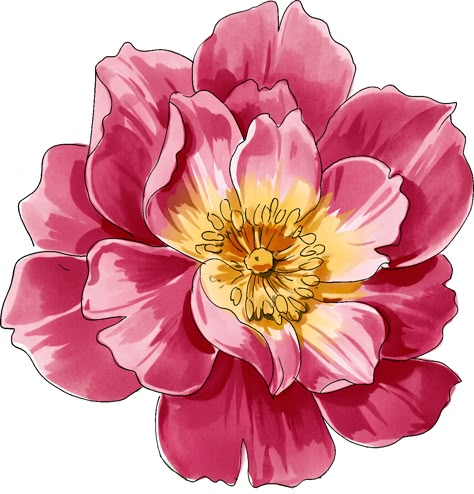 Rose Flower Png, Peony Illustration, Rose Line Art, Roses Art, Botanical Flower Art, Draw Flowers, Digital Flower, Flower Art Images, Flower Doodles