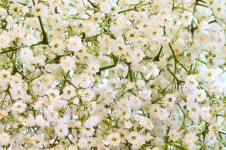 How to Dry Baby's Breath Flowers (5 Steps) | eHow Gypsophila Elegans, Sweet Annie, Baby S Breath, Plant Combinations, Baby's Breath, Perfect Garden, Flowers Perennials, Plant Lady, Flower Lover