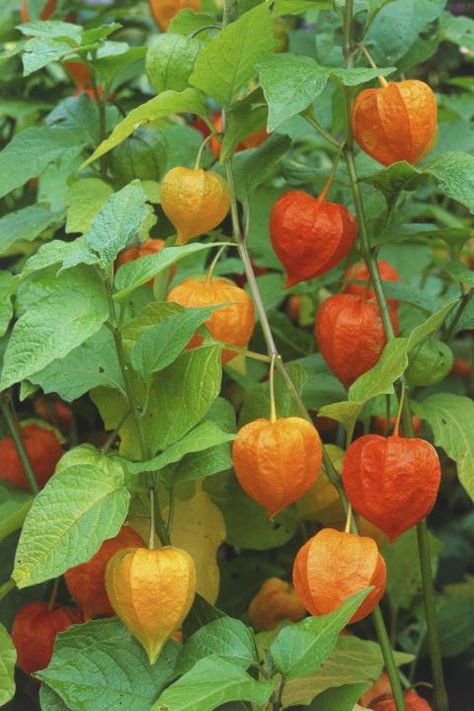 While the bell flowers look pretty in the summertime, the colorful pods make this ornamental plant so popular. Physalis alkekengi (a.k.a. Chinese Lantern) requires little fuss, but it'll spread quickly if left to its own devices. Click through for more of the best fall flowers and plants. Chinese Lanterns Plant, November Flower, Fall Flowers Garden, Fall Perennials, Fairy Garden Flowers, Hgtv Garden, Flowers Growing, Perennial Flowers, Best Perennials