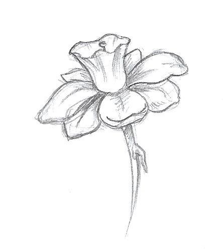 Flower Art Drawing, Flower Sketches, Easy Doodle Art, Next Tattoo, Easy Doodles Drawings, Easy Drawings Sketches, Cute Doodles Drawings, Nature Drawing, Celebrity Tattoos