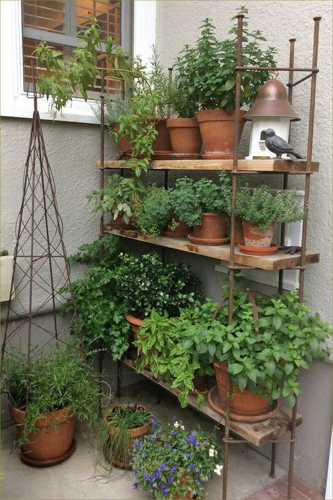 Plants On Shelves, Herb Garden Boxes, Patio Herb Garden, Small Herb Gardens, نباتات منزلية, Herb Garden Design, Herb Gardens, Garden Inspo, Have Inspiration