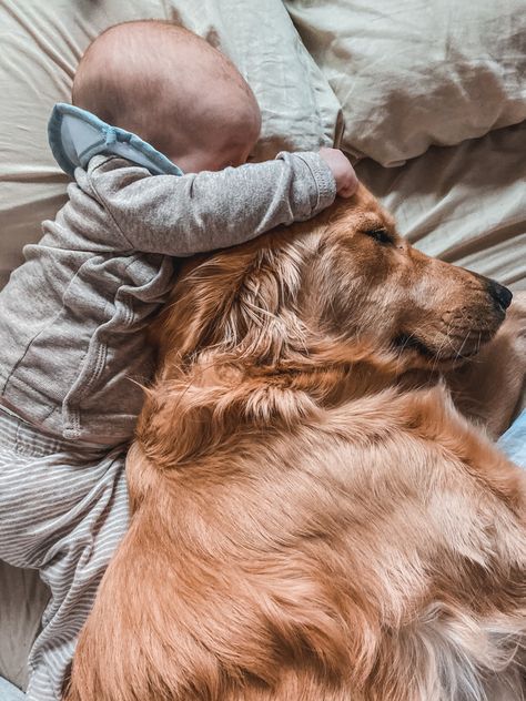 Golden Retriever With Baby, Baby And Golden Retriever, Golden Retriever Family Photo, Golden Retriever Family, Family With Dog, Babies And Dogs, Dog And Baby, Baby And Dog, Dogs And Babies