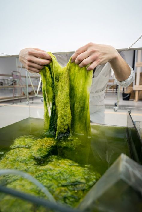 Bio Art, Green Algae, Sustainable Art, Sustainable Textiles, Design Master, London Design, Dutch Design, Green Hair, Sustainable Design