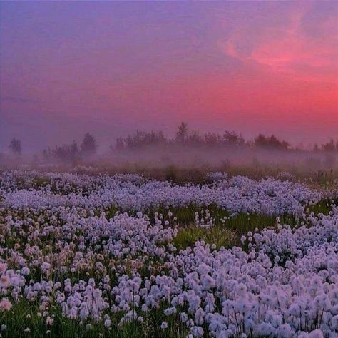 Aesthetic Square Pictures Vintage, Faerieland Aesthetic, Foggy Flower Field, Flower Field Aesthetic, Photos Of Nature, International Photography Awards, Beach Vintage, Photo Awards, Sky Pictures