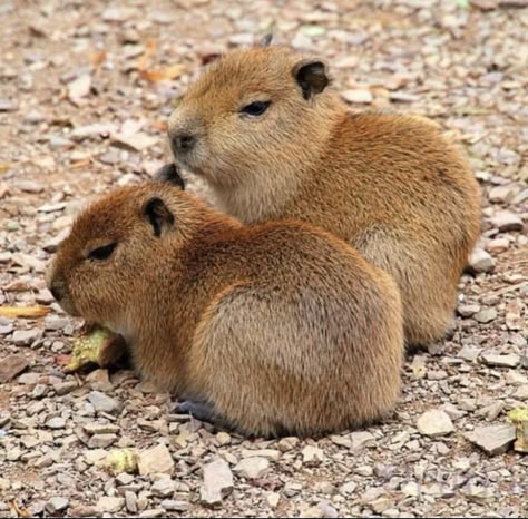 Capybara Pet, Baby Capybara, Rare Albino Animals, Albino Animals, Cute Small Animals, Pretty Animals, Silly Animals, Cute Animal Photos, Animal Tshirt