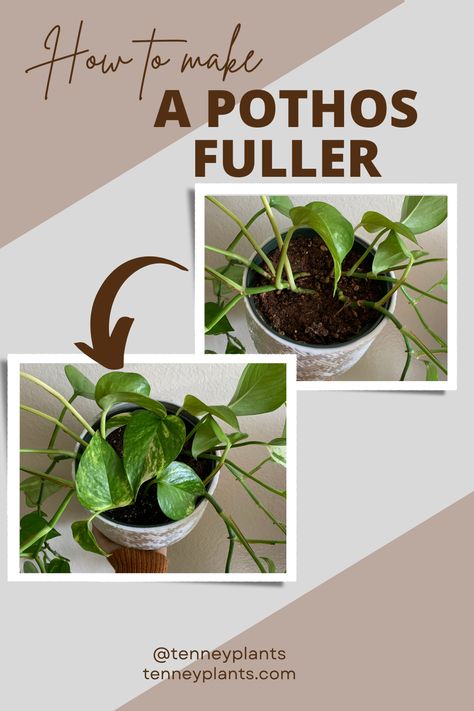 Chances are your pothos is looking a little scraggly and you’re wondering what you can do to help it be more bushy and(more...) How To Make Pothos Fuller, Pothos Plant Decor, Pathos Plant, Pothos In Water, Pothos Care, Pothos Plant Care, Pruning Plants, Lucky Plant, Plant Care Houseplant