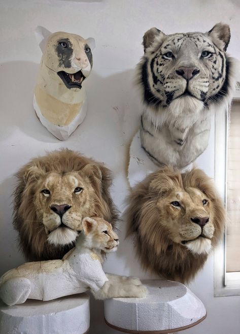 Wildlife art Cardboard Art Sculpture, Taxidermy Decor, Animal Taxidermy, Taxidermy Art, Vulture Culture, Wildlife Decor, Faux Taxidermy, Cardboard Art, Lion Tiger