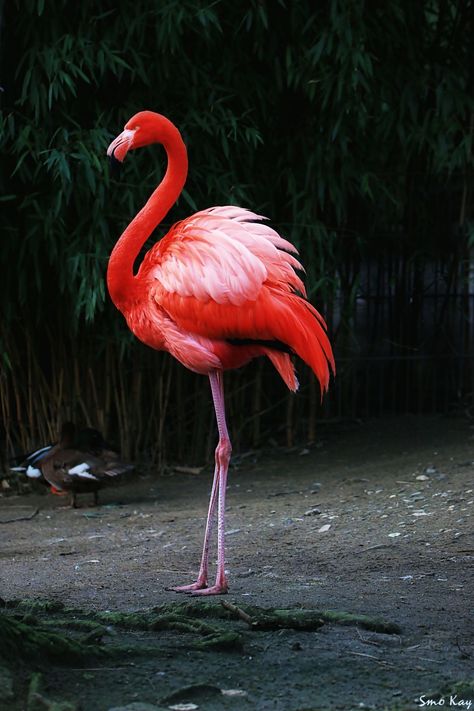 red flamingo photography nature petsandanimals animals... Found this cute flamingo photo while browsing :) Flamingo Bird Photography, Flamingos Photography, Flamingo Photography, Flamingo Pictures, Red Flamingo, Flamingo Tattoo, Flamingo Photo, Birds Photography Nature, Flamingo Wallpaper