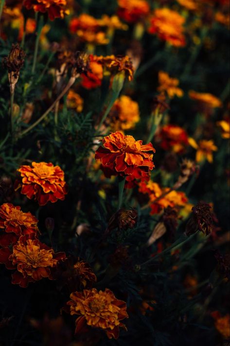 Orange Plant Aesthetic, Marigold Flowers Aesthetic, Marigold Flower Crown, Marigolds Aesthetic, Marigold Aesthetic Wallpaper, Aesthetic Marigold, Marigold Flower Aesthetic, Marigold Aesthetic, Marigold Background