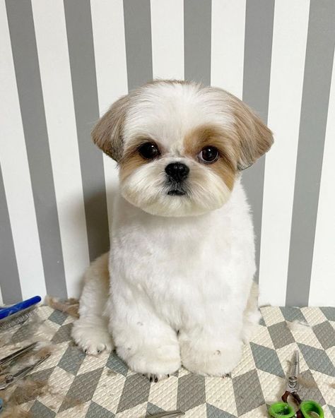 Short Hair Shih Tzu Haircuts, Fluffy Shih Tzu Haircuts, Haircuts For Shih Tzu, Puppy Shihtzu Haircut, Shih Tzu Male Haircuts, Shih Tzu Puppy Grooming Styles, Maltese Shitzu Haircut, Shih Tzu Teddy Bear Haircut Short, Shitzu Puppy Haircut