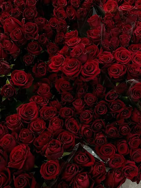 Red Vibe, Maroon Aesthetic, Fav Flower, Red Quotes, Dark Red Roses, Red Roses Wallpaper, Luxury Flower Bouquets, Aesthetic Roses, Rosé Aesthetic