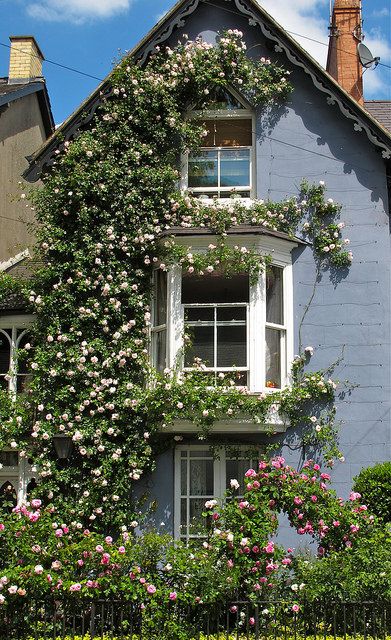 Rosa 'New Dawn' | by Susan R~-----one of my personal top 3 fave climbers; the others being 'Seven Sisters' and 'Zephrine 'Drouhin' New Dawn Climbing Rose, Rambling Roses, Climbing Flowers, Climbing Rose, Climbing Roses, Climbing Plants, Pretty House, Dream Garden, Dream Home Design