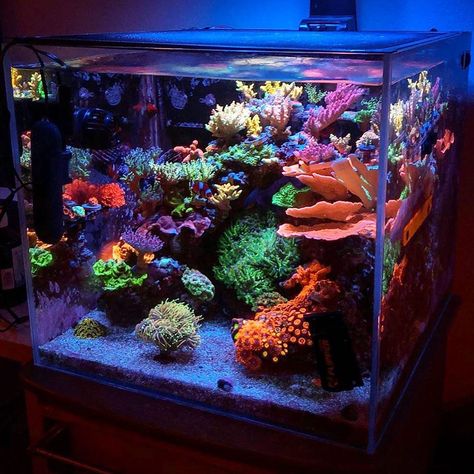 Saltwater Tank Aquascape, 20 Gallon Saltwater Tank, Clownfish Tank Ideas, Small Reef Tank, Saltwater Reef Tank, Nano Reef Tank Aquascaping, Marine Fish Tank Ideas, Pico Reef Tank, Salt Water Tank Ideas